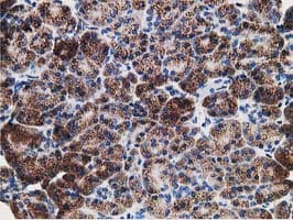 ERGIC-53 / LMAN1 Antibody (clone OTI1A8)