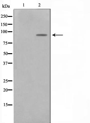 Polyclonal Rabbit anti-Human ZNF287 Antibody (IHC, IF, WB)