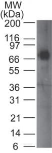 SYNCAM / CADM1 Antibody (aa150-200, clone 41N3D3)
