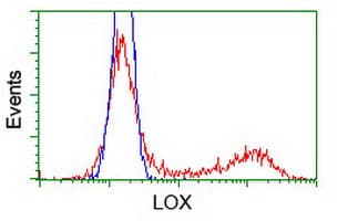 Monoclonal Mouse anti-Human LOX / Lysyl Oxidase Antibody (clone OTI5C4, IHC, IF, WB)