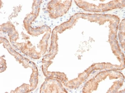 IL-10 Antibody (clone IL10/2651R)