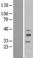 RIBC2 Protein (Over-Expression Lysate Myc-DDK (Flag))