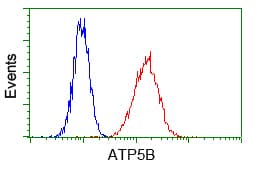 ATP5B / ATP Synthase Beta Antibody (clone OTI4E5)