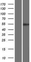 BRUNOL5 / CELF5 Protein (Over-Expression Lysate Myc-DDK (Flag))