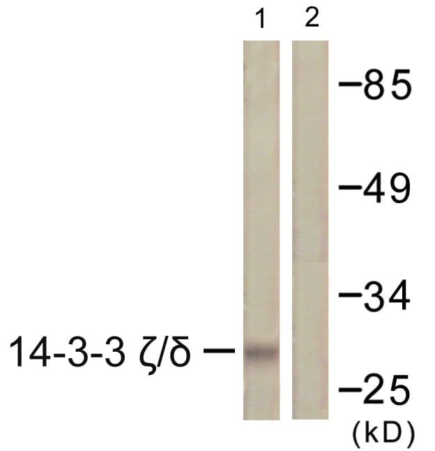 IHC-plus™ YWHAZ / 14-3-3 Zeta Antibody (aa196-245)
