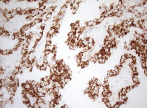 DECR1 Antibody (clone OTI4G4, Carrier-free)