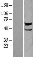 STK38 Protein (Over-Expression Lysate Myc-DDK (Flag))