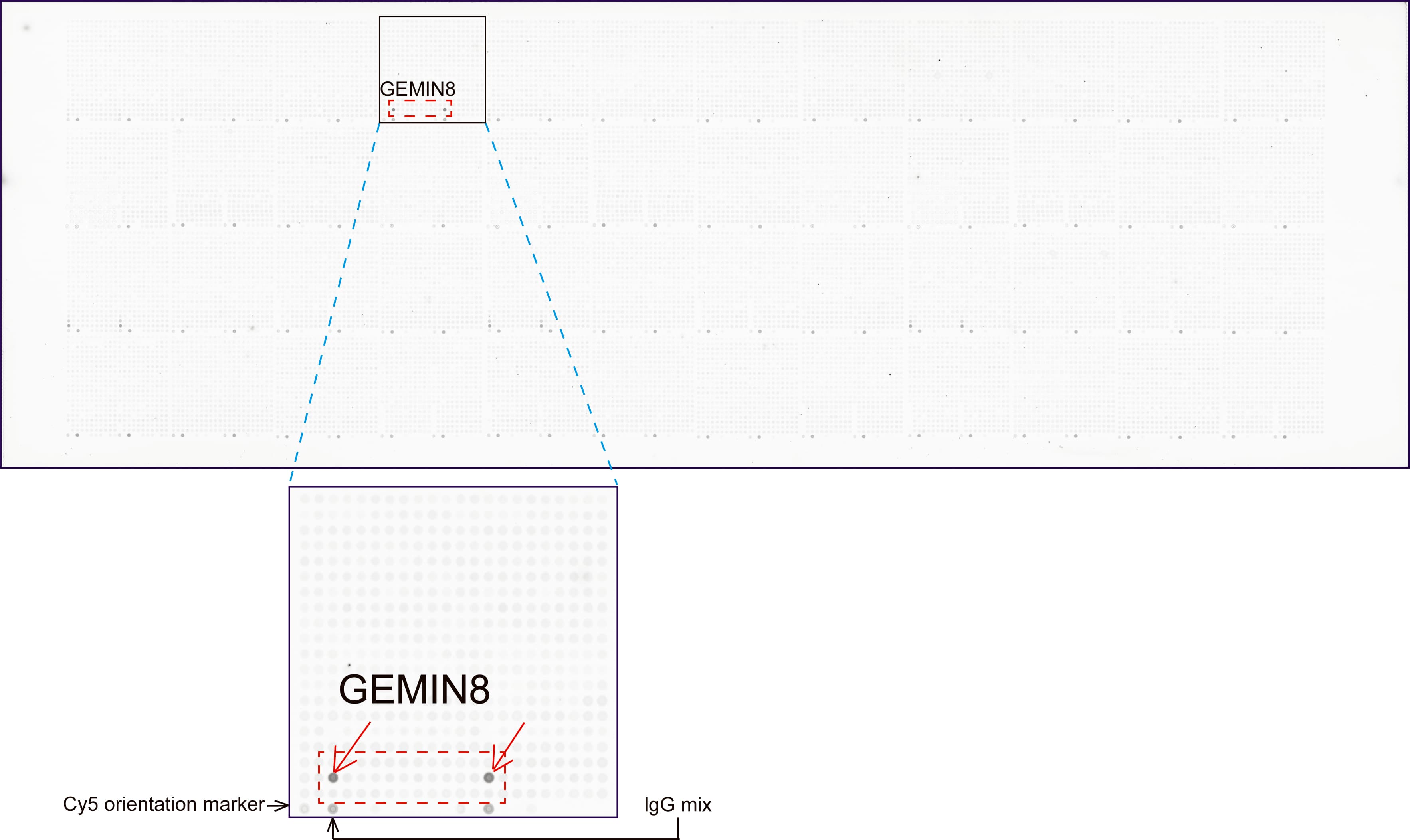 GEMIN8 Antibody (clone UMAB185, Carrier-free)