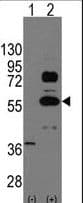 SOX9 Antibody (aa41-70)