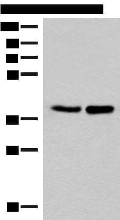FAM84B Antibody