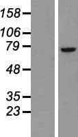 Human BTK Protein (Over-Expression Lysate Myc-DDK (Flag))