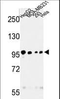 MASTL / GW Antibody