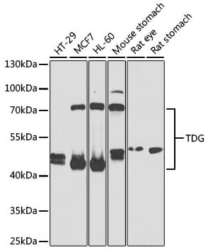 Polyclonal Rabbit anti-Human TDG / Thymine DNA Glycosylase Antibody (WB)