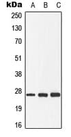 DDIT3 / CHOP Antibody (phospho-Ser30)