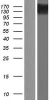 UBE2O Protein (Over-Expression Lysate Myc-DDK (Flag))