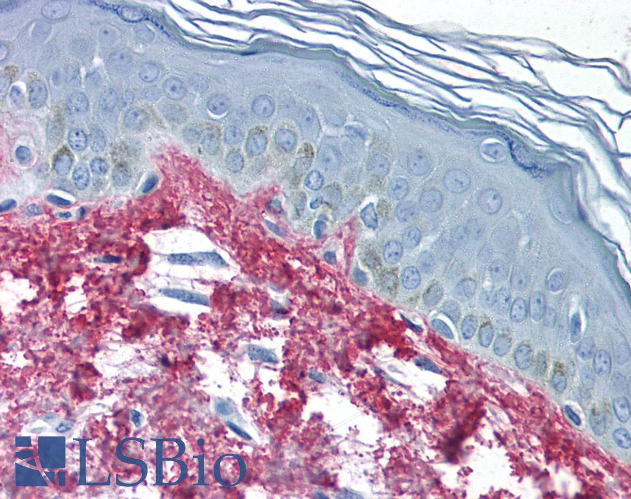 IHC-plus™ Collagen VI Antibody