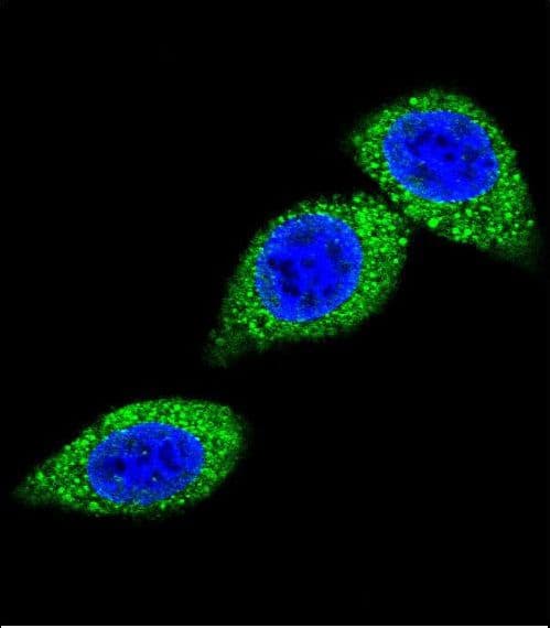 IHC-plus™ ASS1 / ASS Antibody (aa192-221)