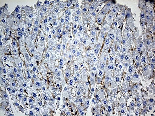 GNA14 Antibody (aa31-348, clone OTI3D3)