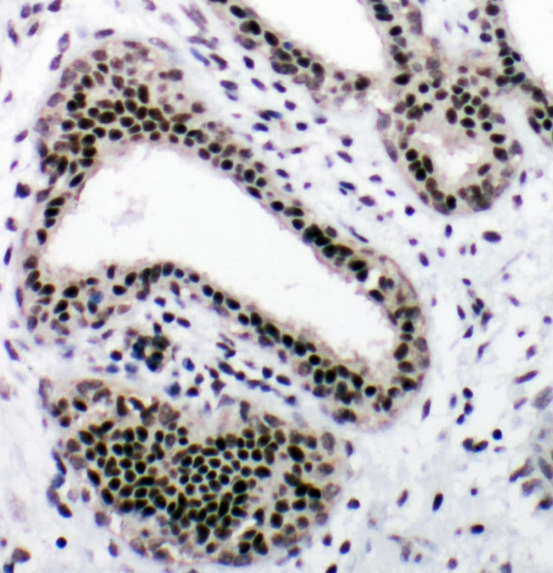 NRF1 / NRF-1 Antibody (aa272-288)