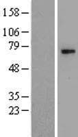 CHST15 Protein (Over-Expression Lysate Myc-DDK (Flag))