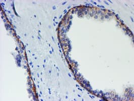 Monoclonal Mouse anti-Human MLF1 Antibody (clone OTI1B9, IHC, WB)