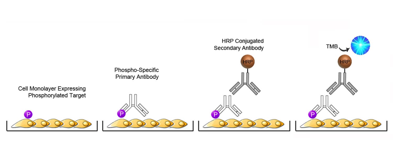 Mouse/Human/Rat Phospho-PP2Ac / PPP2CA (Tyr307) ELISA Kit (Cell-Based Phosphorylation ELISA)