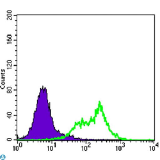 RICTOR Antibody