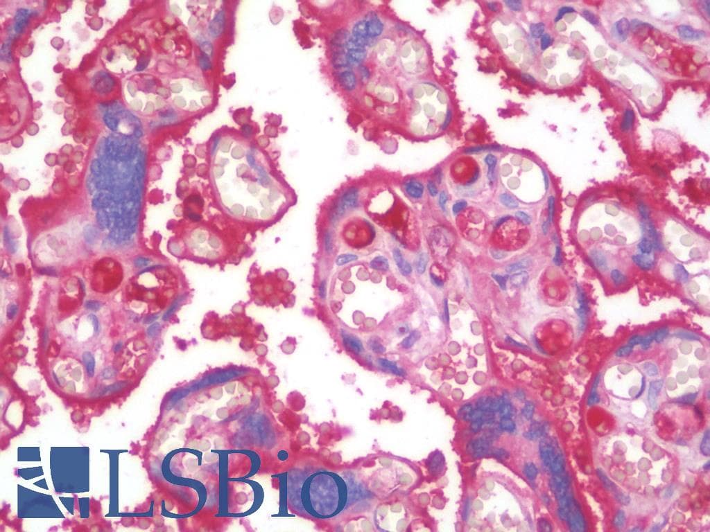IHC-plus™ Polyclonal Goat anti-Human Complement C4 Antibody (IHC)
