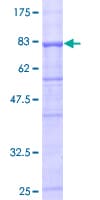 Human UGT1A10 Protein (Recombinant GST)