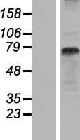 SLC15A1 / PEPT1 Protein (Over-Expression Lysate Myc-DDK (Flag))