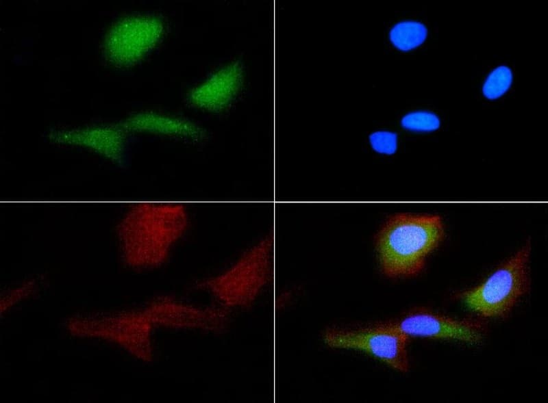 F2R / Thrombin Receptor / PAR1 Antibody (clone N2-11, DY488)