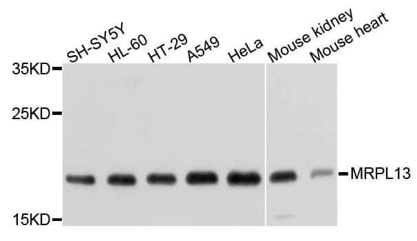 MRPL13 Antibody
