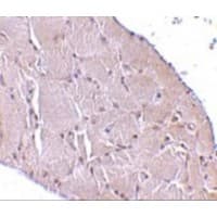 WNT10A Antibody