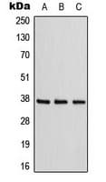 ADORA1 / Adenosine A1 Receptor Antibody (C-Terminus)