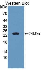 C6orf150 / MB21D1 Antibody (aa225-407, Biotin)