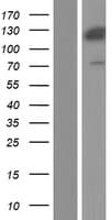 ANKS1A / ODIN Protein (Over-Expression Lysate Myc-DDK (Flag))