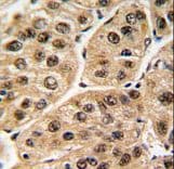 Polyclonal Rabbit anti-Human POLR1C / RPA39 Antibody (aa319-346, IHC, WB)