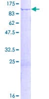 Human GFM1 Protein (Recombinant GST)