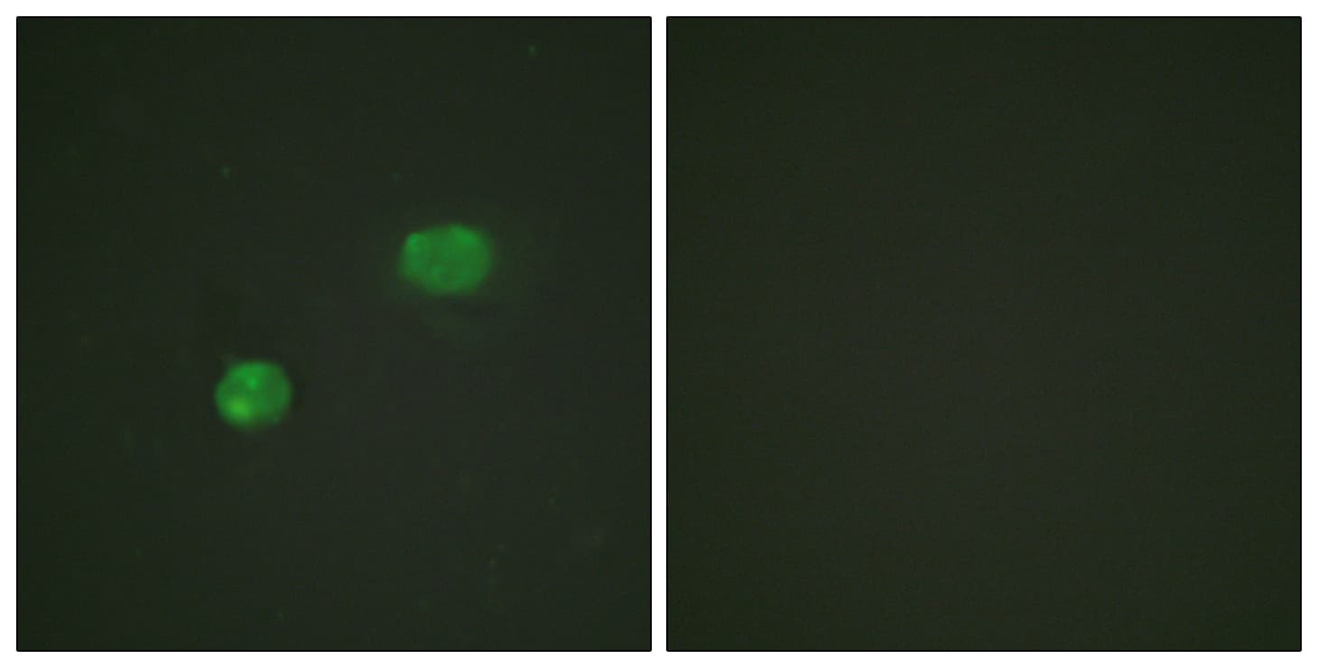 IHC-plus™ JUN / c-Jun Antibody (aa201-250)