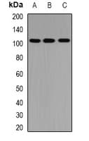 PTPN3 Antibody