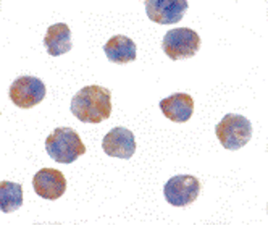 PHAP1 / ANP32A Antibody