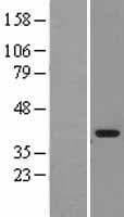 MDH1 Protein (Over-Expression Lysate Myc-DDK (Flag))