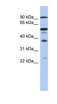 EZH1 / ENX-2 Antibody (N-Terminus)