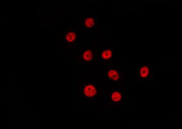 PTBP2 Antibody