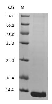 Hemoglobin Protein (Native)