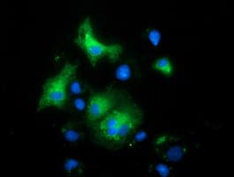 MAPK12 / ERK6 / SAPK3 Antibody (clone OTI2E2)
