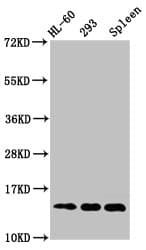 HIST1H2BN Antibody