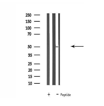 SLC30A4 Antibody