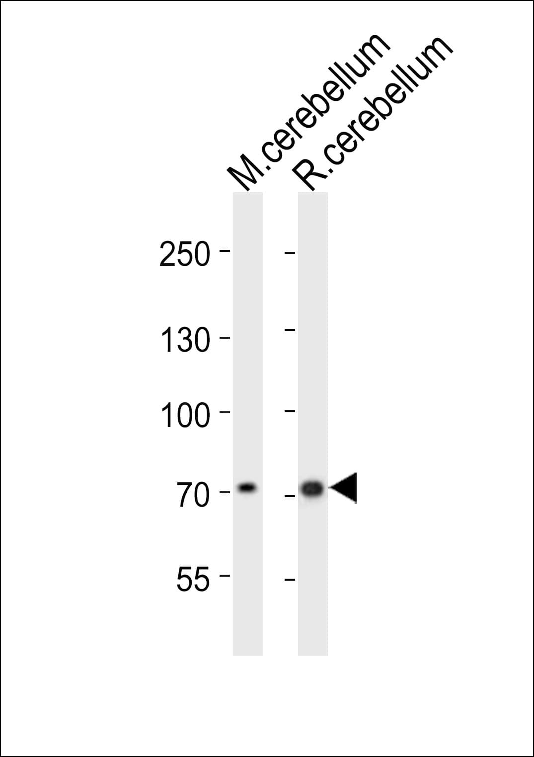 Polyclonal Rabbit anti-Mouse LEO1 Antibody (aa616-650, WB)