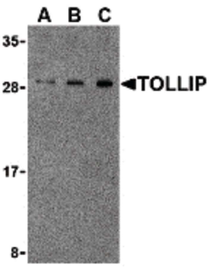 IHC-plus™ TOLLIP Antibody